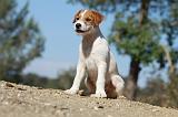 PARSON RUSSEL TERRIER 072